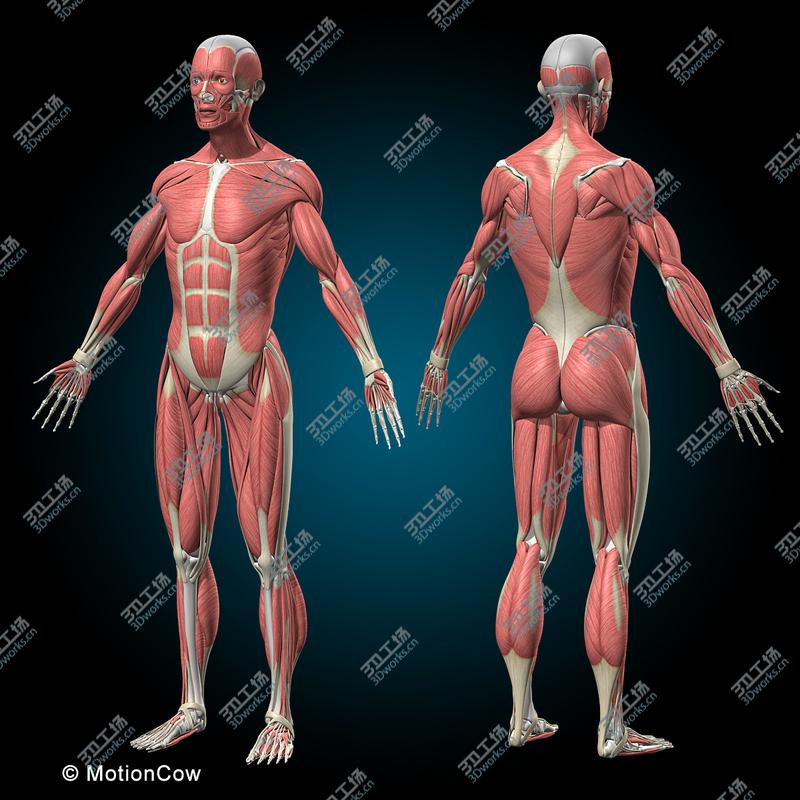 images/goods_img/20210113/Muscles & Skeleton  Rigged/2.jpg